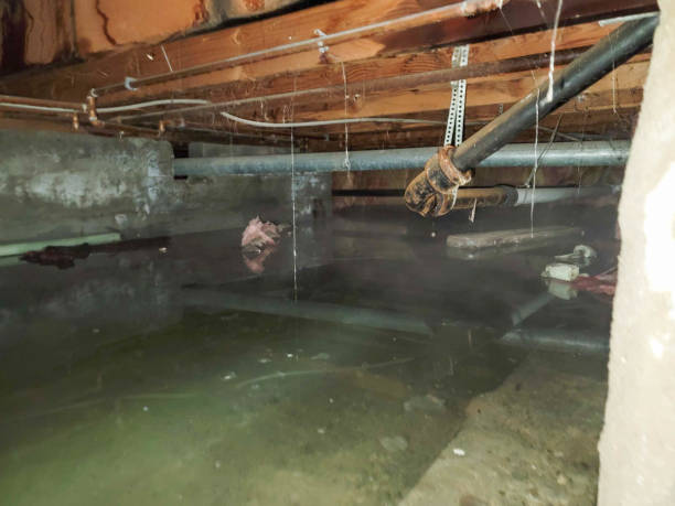 Best Water damage contractors near me  in San Felipe, TX
