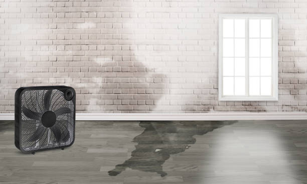 Best Ceiling water damage repair  in San Felipe, TX